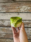 Mudpie - Easter Tidbit Dishes